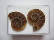 Small Ammonite, 4,5 cm