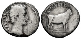 Augustus. Denarius. 20-21 a.C. Samos. (Ric-475). (Bmcre-663). (Rsc-28). Anv.: CAESAR. Bare head to right. Rev.: AVGVSTVS. Bull standing to the right ....