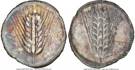 LUCANIA. Metapontum. Ca. 540-510 BC. AR stater (29mm, 7.47 gm, 12h). NGC VF 5/5 - 3/5. MET, seven-grained barley ear with bracts at base, with raised,...