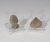 ROMA. Imperio Romano. Lote de dos elementos decorativos (I-IV d.C.). Bronce. En forma de concha y pulpo. Altura 3,2 y 4,3 cm.