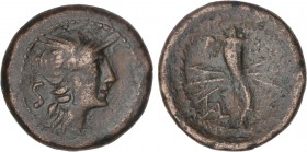 CELTIBERIAN COINS
Semis. 150-50 a.C. VALENTIA (VALENCIA). Anv.: Cabeza galeada de Roma a derecha, detrás S. Rev.: Cornucopia sobre fulmen. 6,90 grs. ...