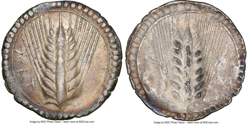 LUCANIA. Metapontum. Ca. 540-510 BC. AR stater (28mm, 7.35 gm, 12h). NGC (photo-...