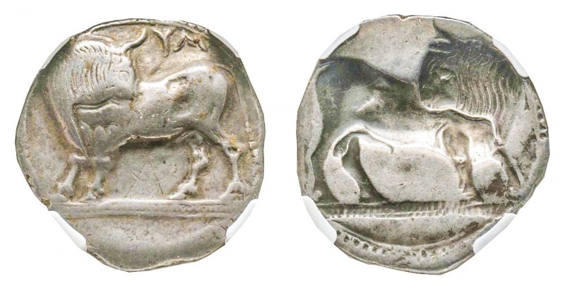 Lucania, Sibari, Stater, 550-510 BC, AG 7.86 g.
Ref : MC Clean VOL1 pag 148, 116...