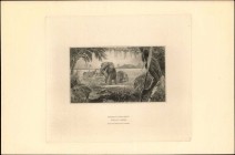 BELGIAN CONGO

BELGIAN CONGO. Banque du Congo Belge. 500 Francs, ND. P-18A. Back Vignatte Proof.

Elephants in water with man watching from afar. ...