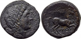 APULIA. Salapia. Ae (Circa 225-210 BC). Pyllos, magistrate.