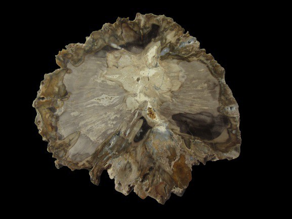 Petrified wood
