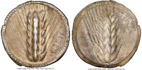 LUCANIA. Metapontum. Ca. 510-470 BC. AR stater (26mm, 7.44 gm, 12h). NGC (photo-certificate) Choice VF, 5/5 - 2/5, edge bend. META, barley ear of seve...