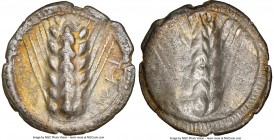 LUCANIA. Metapontum. Ca. 510-470 BC. AR stater (25mm, 7.12 gm, 12h). NGC (photo-certificate) Choice VF 5/5 - 3/5. MET (on right, retrograde upward), b...