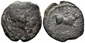 Vesci. Unit. 50 BC. South area of Extremadura. (Abh-2520). Anv.: Male head to right, front spike. Rev.: Bull on the right, behind palm, below Libyan-P...