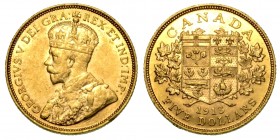 CANADA. Giorgio V (1910-1936) - 5 dollari 1913. Busto coronato a s. R/ Stemma. Krause 26. g. 8,36.  colpetto  oro BB/q.SPL

Nota per i commercianti:...