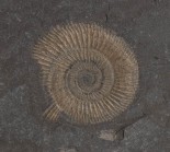 AMMONITE FOSSILE DEL TIPO DACTYLIOCERAS
 Germania, periodo Giurassico, 190-140 milioni di anni; cm 48 x 39; spessa cm 4; Su lastra di ardesia.
