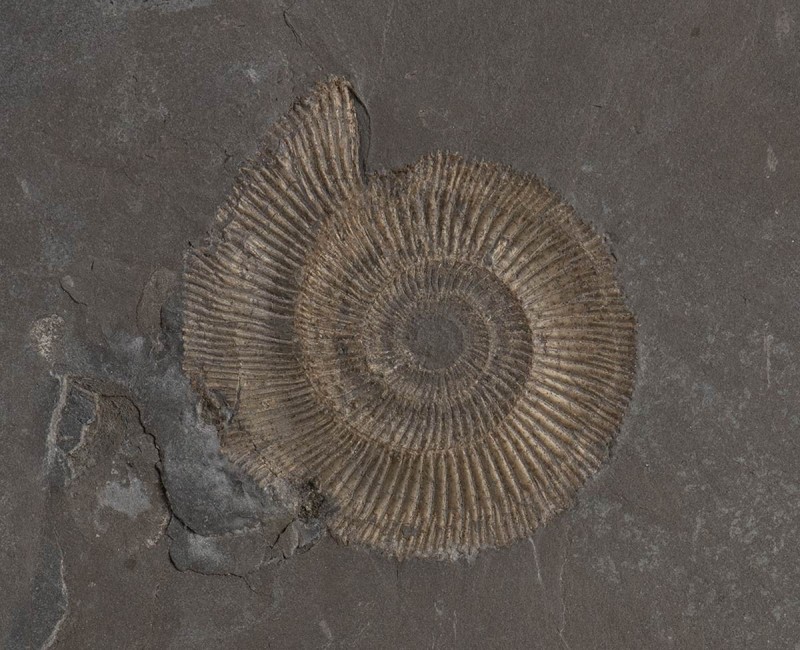 AMMONITE FOSSILE DEL TIPO DACTYLIOCERAS
 Germania, periodo Giurassico, 190-140 ...