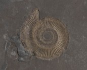 AMMONITE FOSSILE DEL TIPO DACTYLIOCERAS
 Germania, periodo Giurassico, 190-140 milioni di anni; cm 49 x 43; spessa cm 6; Su lastra di ardesia.