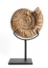 GRANDE AMMONITE FOSSILE
 Marocco, periodo Cretacico, 140-60 milioni di anni; diam. cm 23; largh. cm 10; alt. totale montata su stand cm 41; Superfici...