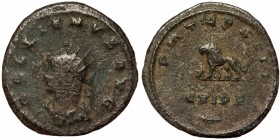 Gallienus BI Antoninianus. Antioch, AD 264-265.
Radiate head left
Rev: Lion standing left, bucranium before; CVIPP and palm in exergue.
RIC V 602 var....