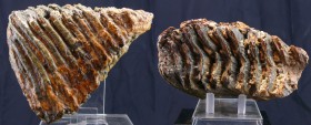 Molaire fossilisée de mammouth 
Important élément d'une molaire fossilisée de mammouth. L'objet est couvert d'un vernis de protection. 150*70*120 mm....