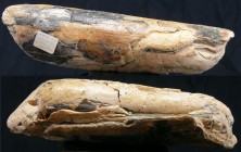 Fragment de défense de mammouth - Pléistocène
Important fragment d'une défense fossilisée de mammouth. Provenance de la Mer du Nord. 240*75 mm.
