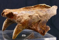 Machoire supérieure d'animal préhistorique - Pléistocène
Bel élément de machoire supérieure, probablement ours des cavernes, avec deux belles canines...
