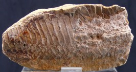 Fossile de poisson
Important fossile de poisson incomplet, pris dans sa matrice de pierre. Ecailles bien visibles. Dimensions : 130 * 70 mm.