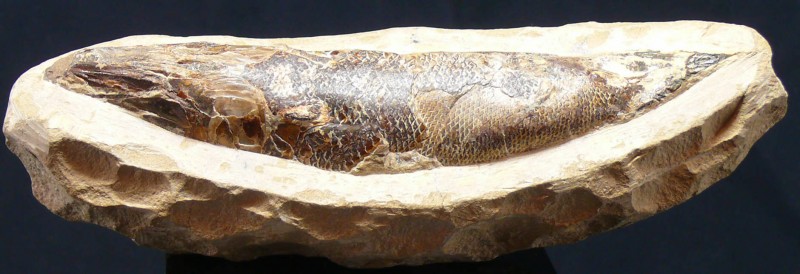 Fossile de poisson
Important fossile de poisson pris dans sa matrice de pierre....