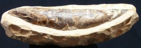 Fossile de poisson
Important fossile de poisson pris dans sa matrice de pierre. Ecailles bien visibles. Dimensions : 190 * 65 mm.
