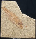 Plaque calcaire avec fossile de poisson - Eocène
Très belle plaque (9*10 cm) calcaire avec un fossile de poisson (Diplomystus) de 8 cm de longueur. P...