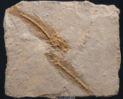 Plaque calcaire avec fossile de poisson - Eocène
Très belle plaque (12*10 cm) calcaire avec deux fossiles de poissons (Diplomystus) de 8 cm de longue...