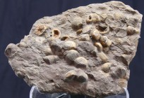 Plaque de coquillages marins - Eocène
Belle plaque de couleur sombre comprenant de nombreux coquillages marins. 155*110 mm.