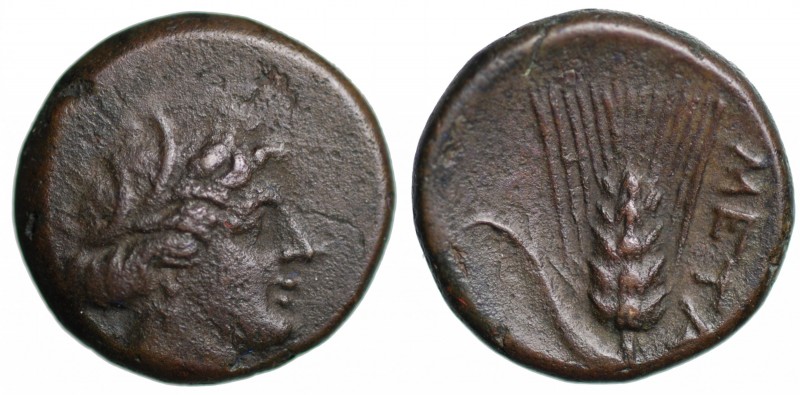 Lucania. Metaponto (IV sec. A.C.). Bronzo AE gr. 2,95 mm 14,74. D/testa di Demet...