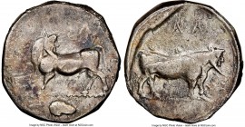 LUCANIA. Laus. Ca. 480-460 BC. AR stater (19mm, 7.57 gm, 6h). NGC Choice VF 4/5 - 3/5. ΛAS (retrograde), man-faced bull standing left, head reverted; ...