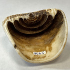 BURUNDI: shell pendant (45.15g), 57mm in diameter, semicircular shell worn by women at the neck, choice VF, ex Charles Opitz Collection. 
Estimate: U...