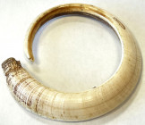 PAPUA NEW GUINEA: boar tusk (50.12g), Opitz p.87, ca. 90mm in diameter, fully circular, used for a variety of purposes from blood money to bride price...