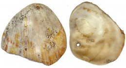 PAPUA NEW GUINEA: ndap shell money (15.58g), Opitz p.236 (plate example), ca. 46 x 50mm, used exclusively by men on Rossel Island (Yela), VF, R, ex Ch...