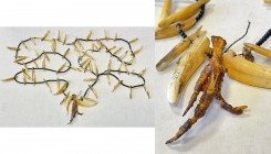 PAPUA NEW GUINEA: tooth & trade bead necklace (57.14g), ca. 120cm in circumference, consisiting of 63 teeth, 1 talon, and numerous beads strung togeth...