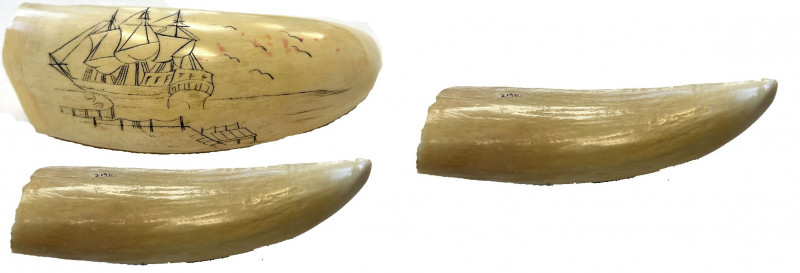 UNITED STATES: carved scrimshaw, EF, 112mm, sperm whale tooth Scrimshaw with 18t...