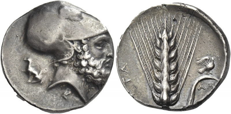 Greek Coins. Metapontum. 
Nomos circa 340-330, AR 7.25 g. Head of Leucippus r.,...