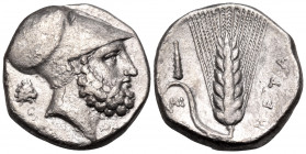 LUCANIA. Metapontum. Circa 340-330 BC. Nomos (Silver, 20 mm, 7.92 g, 8 h), struck under the magistrate Ami... Bearded head of Leukippos to right, wear...