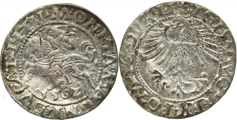 Sigismund II Augustus, Halfgroat 1562, Vilnius Ładny stan zachowania. Patyna. Re...
