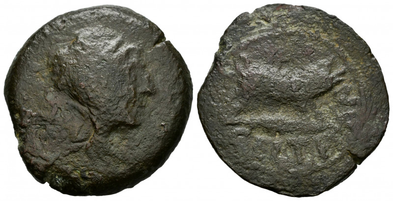 Celtitan. Unit. 50 BC. Peñaflor (Sevilla). (Abh-822). Anv.: Laureate head right....