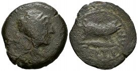 Celtitan. Unit. 50 BC. Peñaflor (Sevilla). (Abh-822). Anv.: Laureate head right. Rev.: Boar right, on spearhead (?), latin legend CELTITAN below. Ae. ...