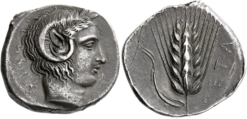 Metapontum.   Nomos circa 430-400, AR 7.74 g. Head of Apollo Carneios r. Rev. [M...