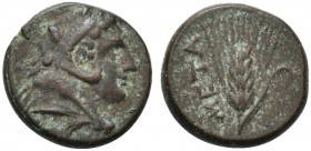 Southern Lucania, Metapontion, c. 300-250 BC. Æ (12mm, 3.55g, 11h). Head of Herakles r., wearing lion's skin headdress. R/ Ear of barley. Johnston Bro...