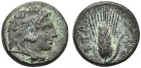 Southern Lucania, Metapontion, c. 300-250 BC. Æ (11mm, 2.78g, 12h). Head of Herakles r., wearing lion's skin headdress. R/ Ear of barley. Johnston Bro...