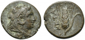Southern Lucania, Metapontion, c. 300-250 BC. Æ (13mm, 2.61g, 11h). Head of Herakles r., wearing lion's skin headdress. R/ Ear of barley. Johnston Bro...