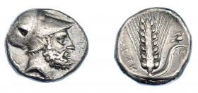 GRECIA ANTIGUA. LUCANIA. Metaponto. Estátera (340-330 a.C.). A/ Cabeza con casco de Leucipo a der., detrás perro, delante (LEUKIPPOS), debajo S. R/ Es...