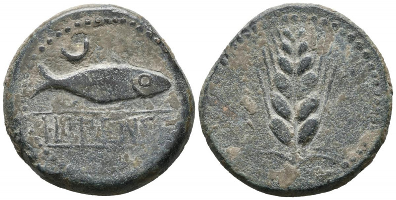 ILIPENSE (Alcalá del Río, Sevilla). 120-20 a.C. (FAB-1531). Anv: Atún a derecha,...