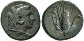 LUCANIA. Metapontion. Circa 300-250 BC. AE (Bronze, 14 mm, 3.10 g, 11 h). Head of Herakles to right, wearing lion skin headdress. Rev. META Barley ear...