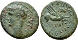 CORINTHIA. Corinth. Caligula (37-41). Ae. P. Vipsanius Agrippa, duovir