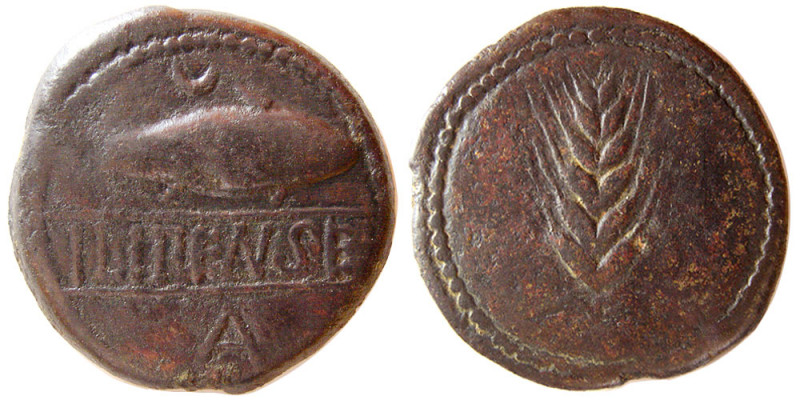IBERIA, Ilipense. 2nd. Century BC. Æ As (21.46 gm; 31 mm). Grain ear / Fish righ...