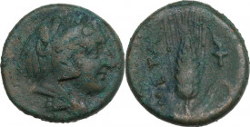 Greek Italy. Southern Lucania, Metapontum. AE 15 mm, 300-250 BC. Obv. Head of Herakles right, wearing lion's skin. Rev. Ear of barley, leaf on the rig...
